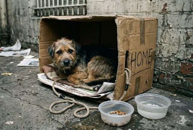 mascota perro animal abandonado