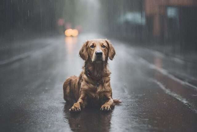 abandono mascota calle lluvia