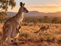 Los canguros: los marsupiales más grandes