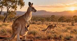 Los canguros: los marsupiales más grandes