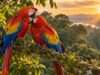 Guacamayas, eternos enamorados